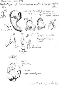 Vorschaubild Oreodaphne nutans var. sylvestris Nees